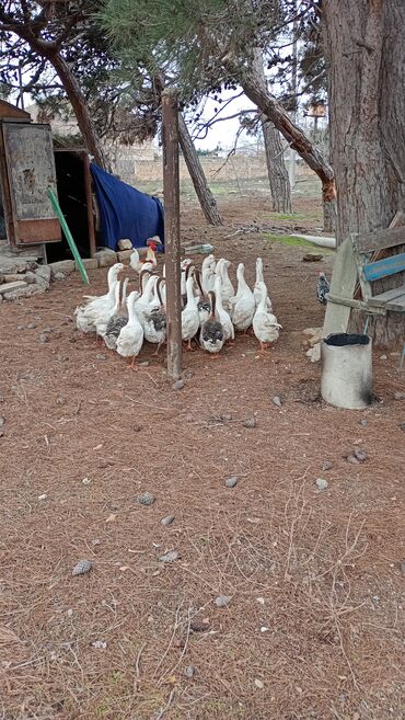 Qazlar: Erkək, | Linda, Damazlıq, Ünvandan götürmə — 7