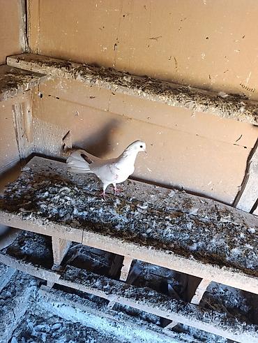 qarğa balası satılır: Quş göz qabaqinda tutulma quşdu salaq qenedi 17-18 tük olmalidi maya — 6