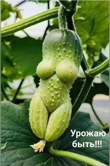 Масло, консервы: Бесплатная доставка при заказе от 20 банок по городу Бишкек — 9