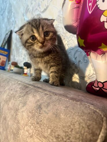 Pişiklər: Britan yastı qulaq, Erkək, Dişi, Yaxşı əllərə, Ünvandan götürmə, Pulsuz çatdırılma, Ödənişli çatdırılma — 144