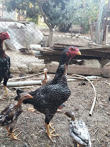 sari qus: Heyratı pleymut fərə satılır. 1yaş 7 aylıqdır, sağlamlığına — 3