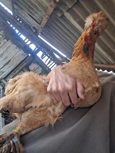 Куры, петухи: Продаю | Куры | Для разведения — 8