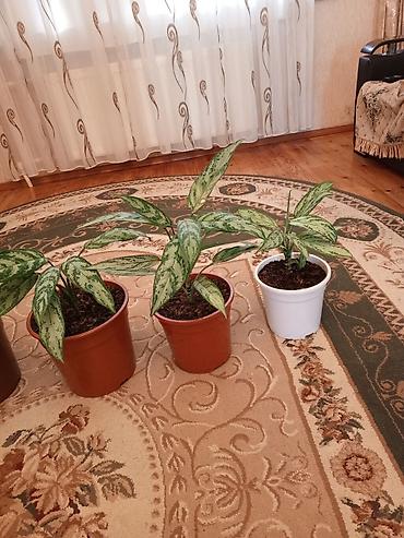 sitili: Aglaonema (Çin həmişəyaşılı) otaq bitkiləri - Növ: Aglaonema — 6