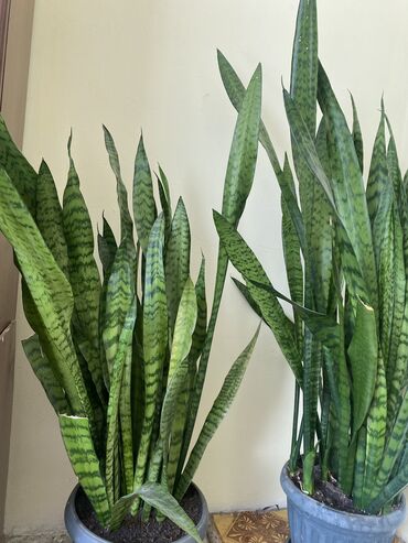 хвойные растения: Продаю комнатные растения, идеальные для офиса. 
Цена договорная