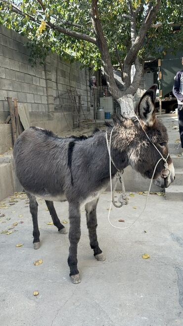 товары для животных: Осёл (ослица/молодой осёл) большего размера, серо‑бурой масти с