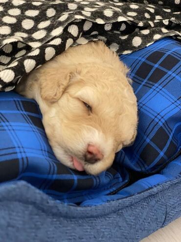 İtlər: Pudel — 4