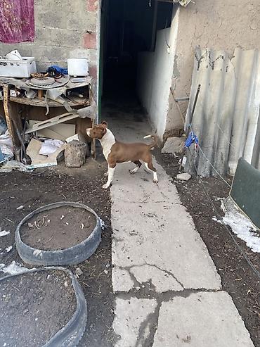 Продажа собак: Питбуль, 8 месяцев, Самка, С прививкой — 5