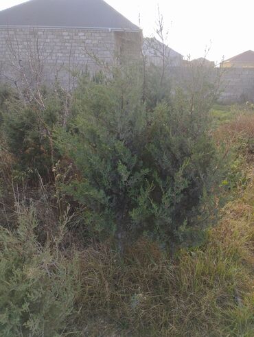 Şitillər: Satılır: iynəyarpaq şam ağacları (fidanlar) - Növ: Şam (Pinus) – — 20