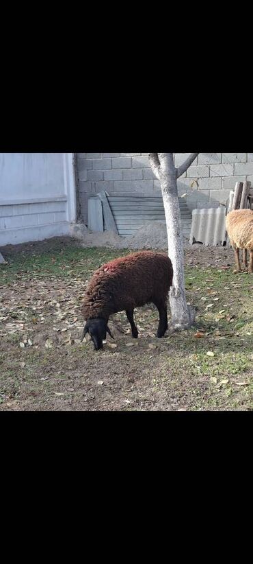 Бараны, овцы: Продаю | Овца (самка) — 7