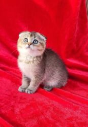 Pişiklər: Britan yastı qulaq, Erkək, Dişi, Yaxşı əllərə, Ünvandan götürmə, Ödənişli çatdırılma, Rayonlara çatdırılma — 24