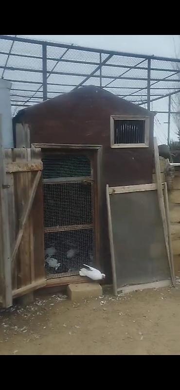 Göyərçinlər: Quş damılar satılır — 4