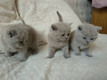 породистые коровы в бишкеке в Кыргызстан: Котята породы британская короткошерстная. От титулованных родителей