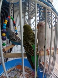 Oyuncaqlar: Quşlar satılır.Hazır cütlüklər,3 dəfə bala veriblər,indidə yumurtaya -da lalafo.az — 6 Oyuncaqlar: Quşlar satılır.Hazır cütlüklər,3 dəfə bala veriblər,indidə yumurtaya — 6