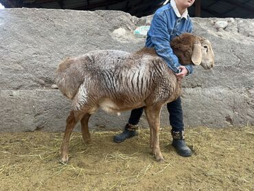 Бараны, овцы: Продаю | Ягненок | Арашан | Для разведения — 9