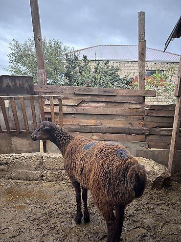 balaca it cinsi: Quzu, Erkək, ay: 8, 34 kq, Ətlik, Ünvandan götürmə — 7