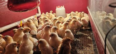 курица несушка: Продаю | Куры, Петух, Цыплята | Хай-Лайн Соня Грей | Для разведения, Несушки
