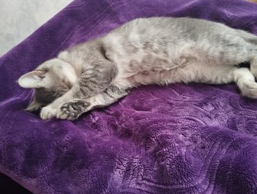 Pledlər: Rəng - Bənövşəyi Mikrofiber Pled -da lalafo.az — 3 Pledlər: Rəng - Bənövşəyi Mikrofiber Pled — 3