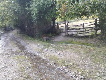 Çöl bitkiləri: Yaşıl otla örtülmüş, yamacın ətəyində yerləşən geniş açıq sahə. Ərazi — 3