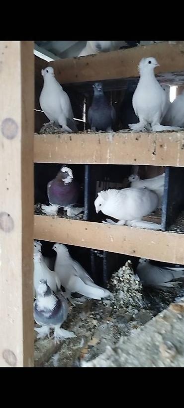 Птицы: Племенных голубей старопородный — 3