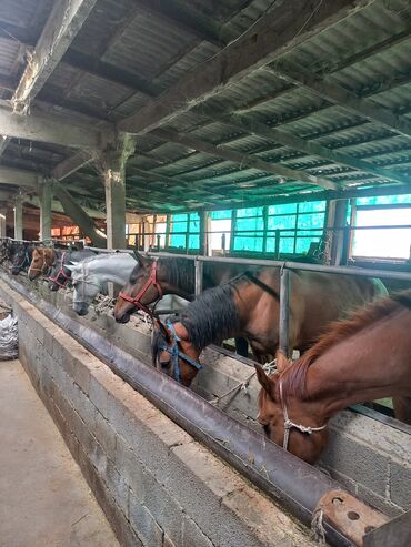 Лошади, кони: Продаю | Кобыла (самка) | На забой — 2