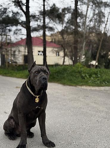 kani kors: Kane-Korso, 1 ay, Erkək, Peyvəndli, Ünvandan götürmə — 1