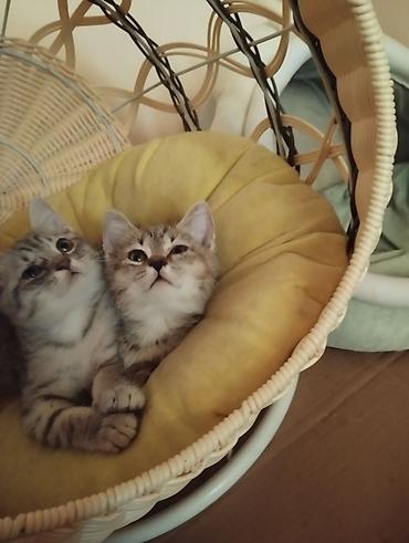 пародистые котята: Котята тигрового окраса - Пушистые малыши с яркими полосками и — 7
