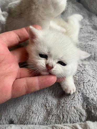 Pişiklər: Yaxşı əllərə — 7