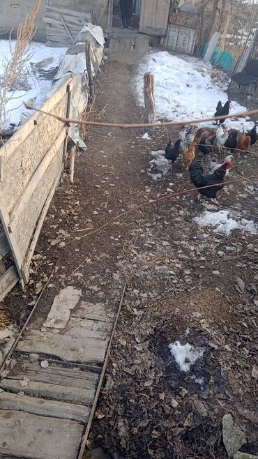 Другие комнатные растения: Талас шаары Танабаев 265кочосу техникумдун аркасында жайгашкан — 7