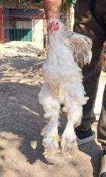 Грызуны: Barama Xoruzları satılır 45 Azn 8 aylıqdılar Qırqovulla barter edilir