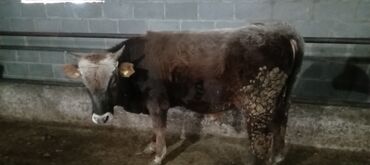 Коровы, быки: Продаю | Бык (самец) | Алатауская | На откорм, Для разведения — 7