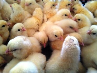 для животных: Продаю | Цыплята | Несушки