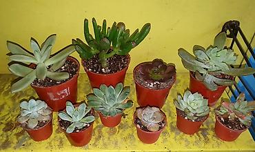 Другие комнатные растения: Продам комнатные цветы, в хорошем грунте, не тепличные, ухоженные — 15