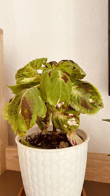Фиалки и глоксинии: Глоксиния (Sinningia speciosa) в пластиковом кашпо - Сорт с крупными — 12