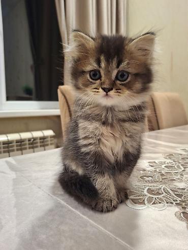 Pişiklər: Britan, Erkək — 4