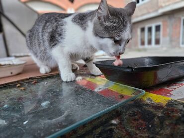 Mačke: Sivobela lepotica traži dom pre zime - Bresplatno U okolini Loznice — 3