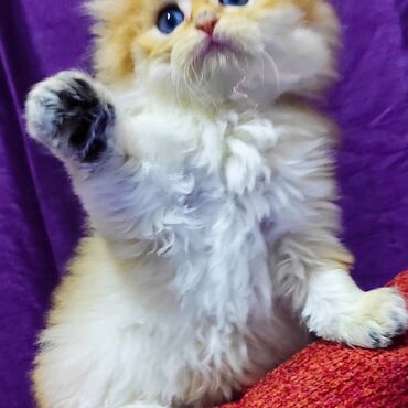 британская голубая кошка: Британская Золотая шиншилла мальчик родился 14март, родители золотые