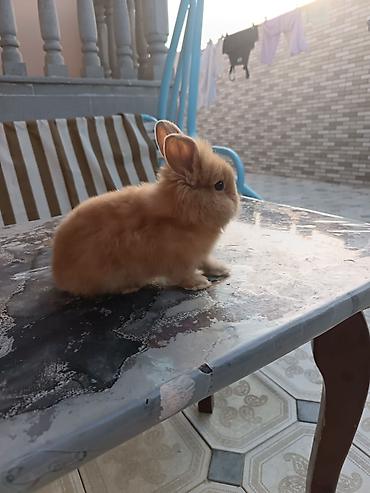 balaca dovşan: Mini lop dovşan ünvan saray polis bölmesi teref - Cins: dekorativ — 6