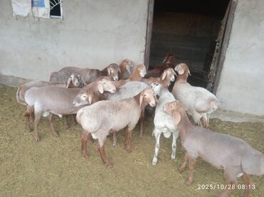 товары для животных: Сатам | Кочкор (эркек) | Көбөйтүү үчүн | Жасалма жол менен боозутуу