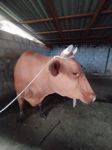 быки в канте: Продаю | Корова (самка) | Для молока | Искусственник
