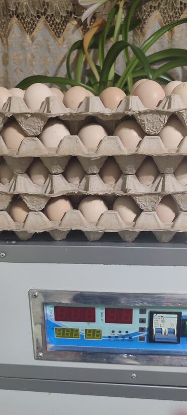 яйцо брамы: Продаю | Инкубационные яйца | Брама