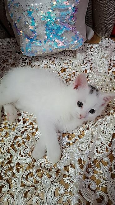 pişik gence: Ağ rəngdə, qısa tüklü balaca pişik balası. Şirin üzü, iri qulaqları və — 5