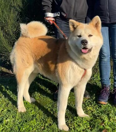 gence it: Akita-inu, 1 il, Erkek, Peyvəndli, Ünvandan götürmə, Pulsuz çatdırılma, Ödənişli çatdırılma