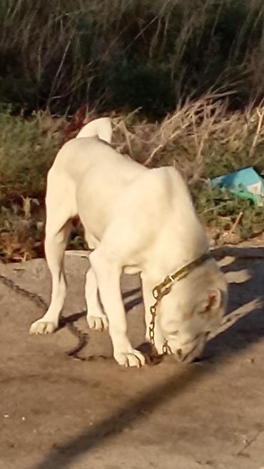 american bully qiymeti: Alabay, 1 il, Erkək, Peyvəndli, Rayonlara çatdırılma — 2