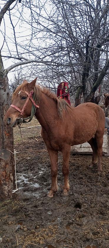 Лошади, кони: Продаю | Конь (самец) | Рабочий — 1