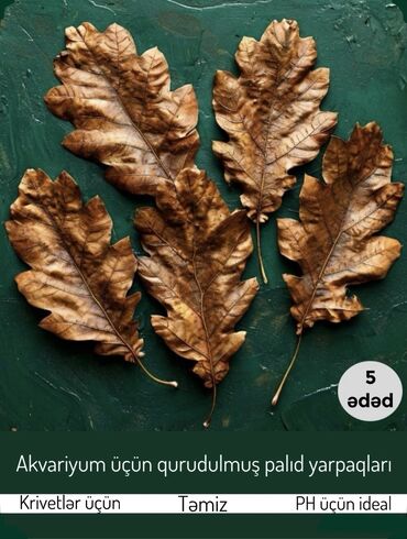 Gəmiricilər: Palıd ağacı yarpaqları (Ph üçün ideal) 🌿 Təsviri: Palıd ağacının