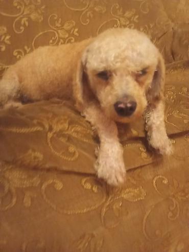 Pişiklər: Yaxşı əllərə — 11