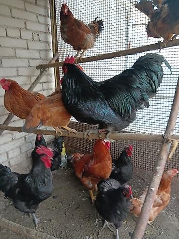 Птицы: Продаю — 9