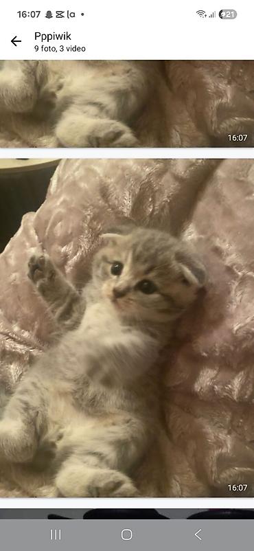 Pişiklər: Yaxşı əllərə — 10