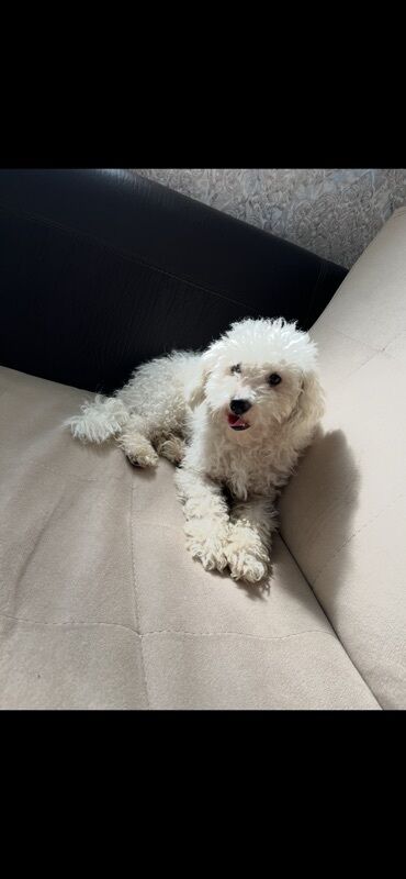 it qiz seksi: Pudel, 11 ay, Erkek