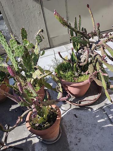 Otaq bitkiləri: Məhsul: Saksi içində müxtəlif kaktuslar - Növlər: Opuntia (nopal — 5